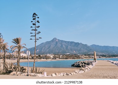 View of beautiful beach with palm trees in Marbella near Puerto Banus marina, Costa del Sol, Spain, Puerto Banus, Marbella February 25, 2022,