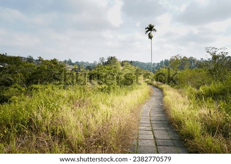 View of beautiful Campuhan Ridge Walk surrounded by tropical forest in Ubud, Gianyar, Bali, Indonesia. Balinese natural jogging track with morning sunlight. Footpath in the mountain ridge.