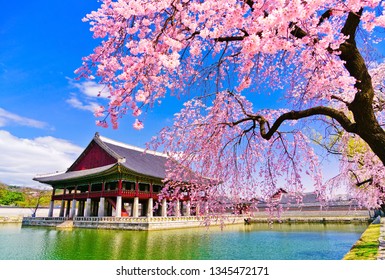 韓国ソウルの春 慶北宮の湖畔にある桜の美しい景色 写真素材 Shutterstock