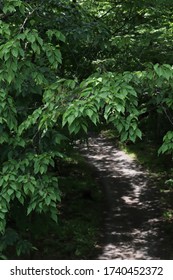 view of the beautiful forest