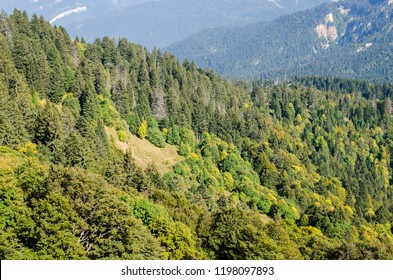 View Of The Beautiful Forest Of The Chartreuse Mountains