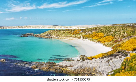 View of beautiful Gypsy Cove landscape, white sand beach, turquoise water and yellow gorse, on East Falkland Island at Stanley Common.  