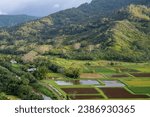 View of the beautiful Hanalei Valley from the Hanalei Valley Lookout in Princeville, Kauai, Hawaii, United States. 
