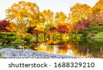 View of beautiful Japanese garden in Midwestern botanical garden in fall; traditional Japanese bridge in the background