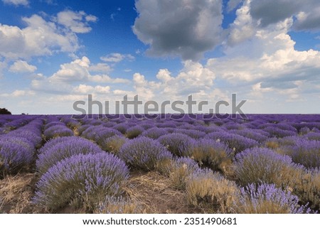 View of beautiful lavender field, Moldova