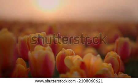 Similar – Image, Stock Photo Tulips red yellow orange purple