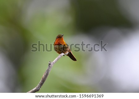 View of a beautiful and tiny Scintillant Hummingbird (Selasphorus scintilla) male perched on top of a tree branch
