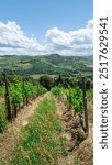 View of a beautiful vineyard in Emilia-Romagna near Bologna in Italy