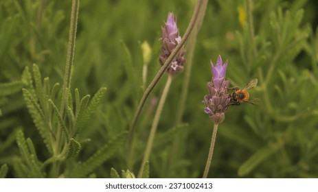 View of a bee insect pollinating a lavender flower in a plantation