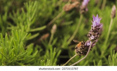 View of a bee insect pollinating a lavender flower in a plantation