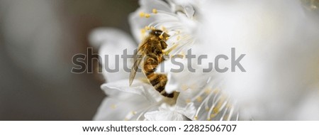 View of a bee looking for nectar in spring among the white flowers of a tree. Banner header image.