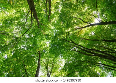 View Of A Beech Forest With Green Leaves In Summer