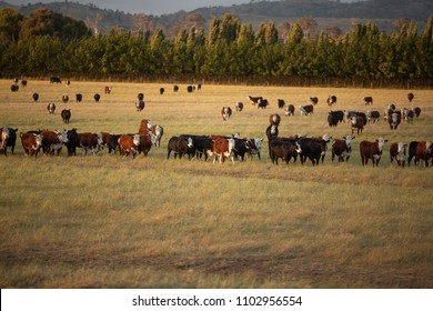 View Of Beef Cattle In Pasture At Sunset, Rural Tasmania, Australia