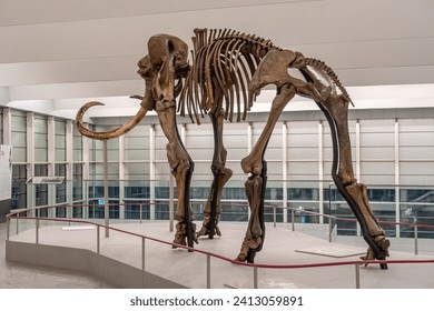View from behind of the fossilized woolly mammoth skeleton with its large tusks. Museum of Human Evolution, Burgos, Castilla y León, Spain.