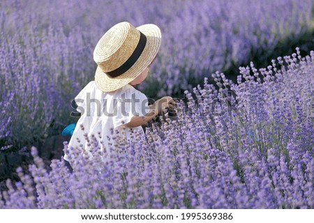 Similar – In the lavender field