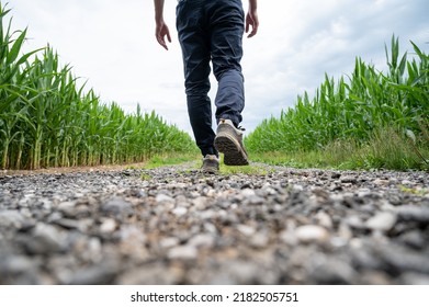 View from behind of a man in hiking shoes walking on a country road running between green corn fields. - Shutterstock ID 2182505751