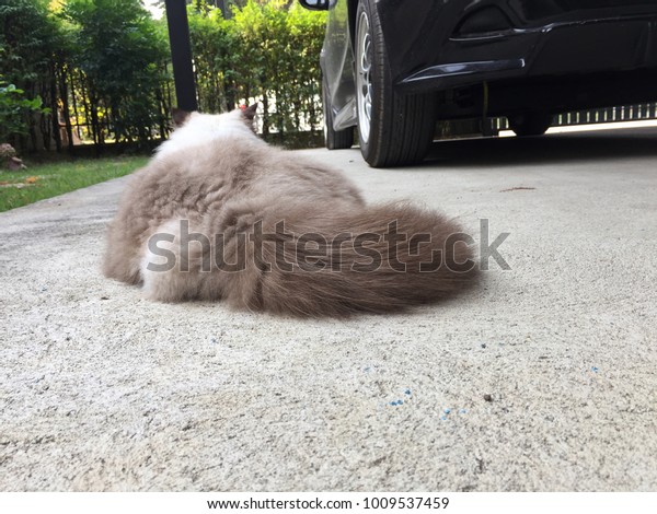 A view from behind of a Persian cat\
with thick fluffy hair and a long brown tail sitting on concrete\
floor in a front garage of a house next to a black\
car.