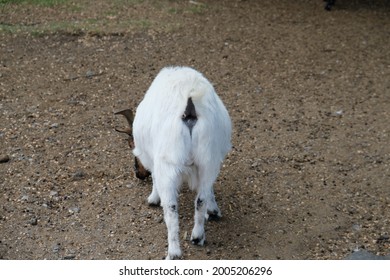 View From Behind The Rear End Of A Goat