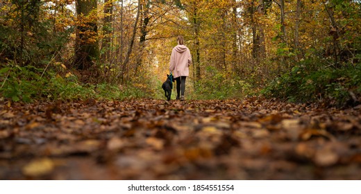 View From Behind Of A Woman Walking Her Black Dog In A Beautiful Autumn Forest.