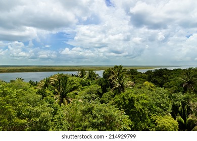 View Of Belize Jungle And The New River Seen In The Distance.