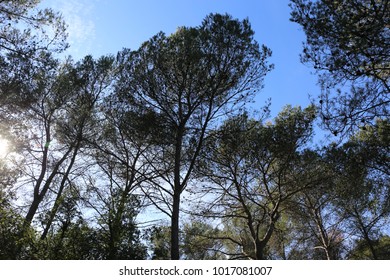 View from bellow of several tall pine trees in the forest. Blue clear sky in background. Branches, trunks and leaves silhouettes. Dark standing shapes lighted by the sun. Outdoor natural picture.  