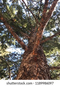 View from Below 