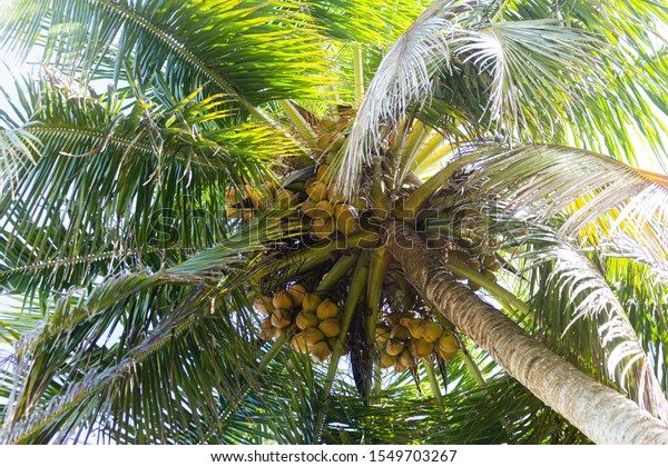 View Below Coconuts Hanging On Tree Stock Photo 1549703267 | Shutterstock