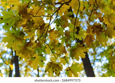 View from below the crown of a maple tree with green and yellow autumn leaves. Bright foliage contrasts with the sky above, symbolizing seasonal change and natural beauty in fall.