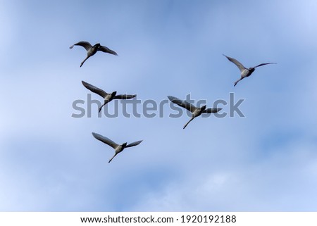 View from below of flying flock of five swans.