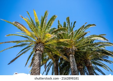 Palm island group Images, Stock Photos & Vectors | Shutterstock