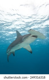 A View From Below A Hammerhead Shark With Blue Water In Background.  Sphyrna Mokarran