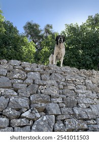 A view from below of a large brown and white dog standing on a rocky wall looking beyond the camera. In the background are some green trees and the sky is blue.