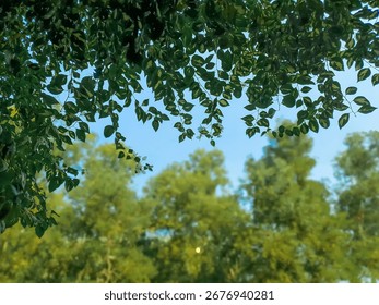 A view from below looking up through dense green leaves and branches of trees. Sunlight filters through, illuminating the vibrant foliage against a clear, bright blue sky.