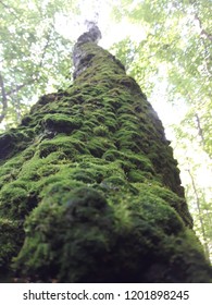 view from below, moss-covered tree