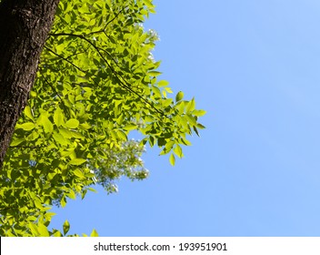 View from below on ash tree (Fraxinus) over blue sky background at spring sunny day 