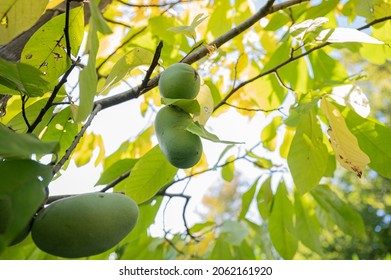 View From Below Of A Ripening Paw Paw Fruit Growing On A Tree.