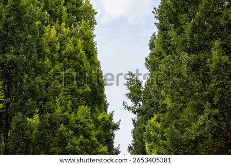 View from below showcasing a dense lush green tree canopy and branches, forming an inviting natural arch against a clear bright sky, depicting ecological vitality and peaceful outdoor environments