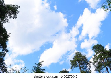 View from below through the branches of a tree on the white clouds against the blue sky