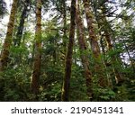 A view from below through the dense trees and thick green foliage at the lower levels of Mount Rainier near Packwood and Randle, Washington NFD 25 on a sunny summer morning with sunshine