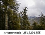 View between trees along the Chimney Tops Trail in the Great Smoky Mountains National Park. Spruce-fir trees fill the mountainside with clouds and fog above. The grey and rainy weather looms.