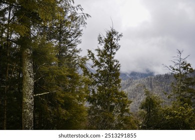 View between trees along the Chimney Tops Trail in the Great Smoky Mountains National Park. Spruce-fir trees fill the mountainside with clouds and fog above. The grey and rainy weather looms.