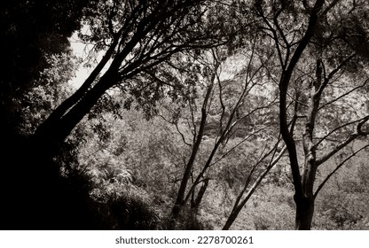 View between trees and treetops on Tablemountain National Park in Cape Town, South Africa.