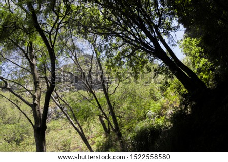 View between trees and treetops on Tablemountain National Park in Cape Town, South Africa.