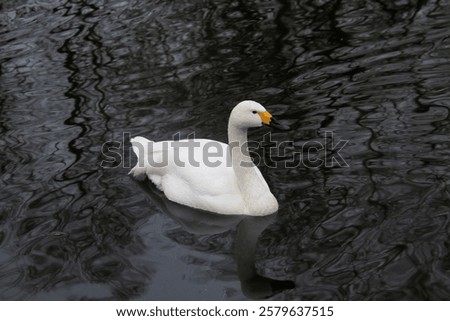 A view of a Bewick Swan
