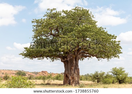 View of a big, old baobab tree with leaves in Mapungubwe National Park, South Africa. Elephant tusk marks visible on stem