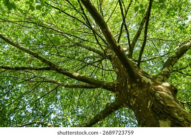 A view of a big plane tree