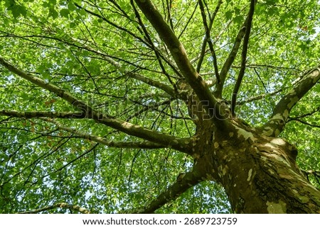 A view of a big plane tree