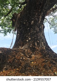 181 Woman's Tongue Tree Images, Stock Photos & Vectors 