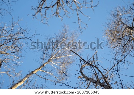 view of a birch forest