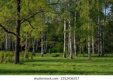 View of a birch grove in the Palace (English) Park of the Gatchina Palace and Park Complex on a sunny summer day, Gatchina, Leningrad region, Russia